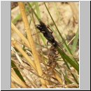 Pompilus cinereus - Wegwespe w22 9mm mit Spinne.jpg